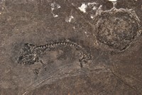 Branchiosaurus pétroléi